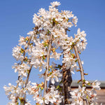 Prunus 'snow Showers' Weeping Flowering Cherry | 1 x Bare Root | Snow White