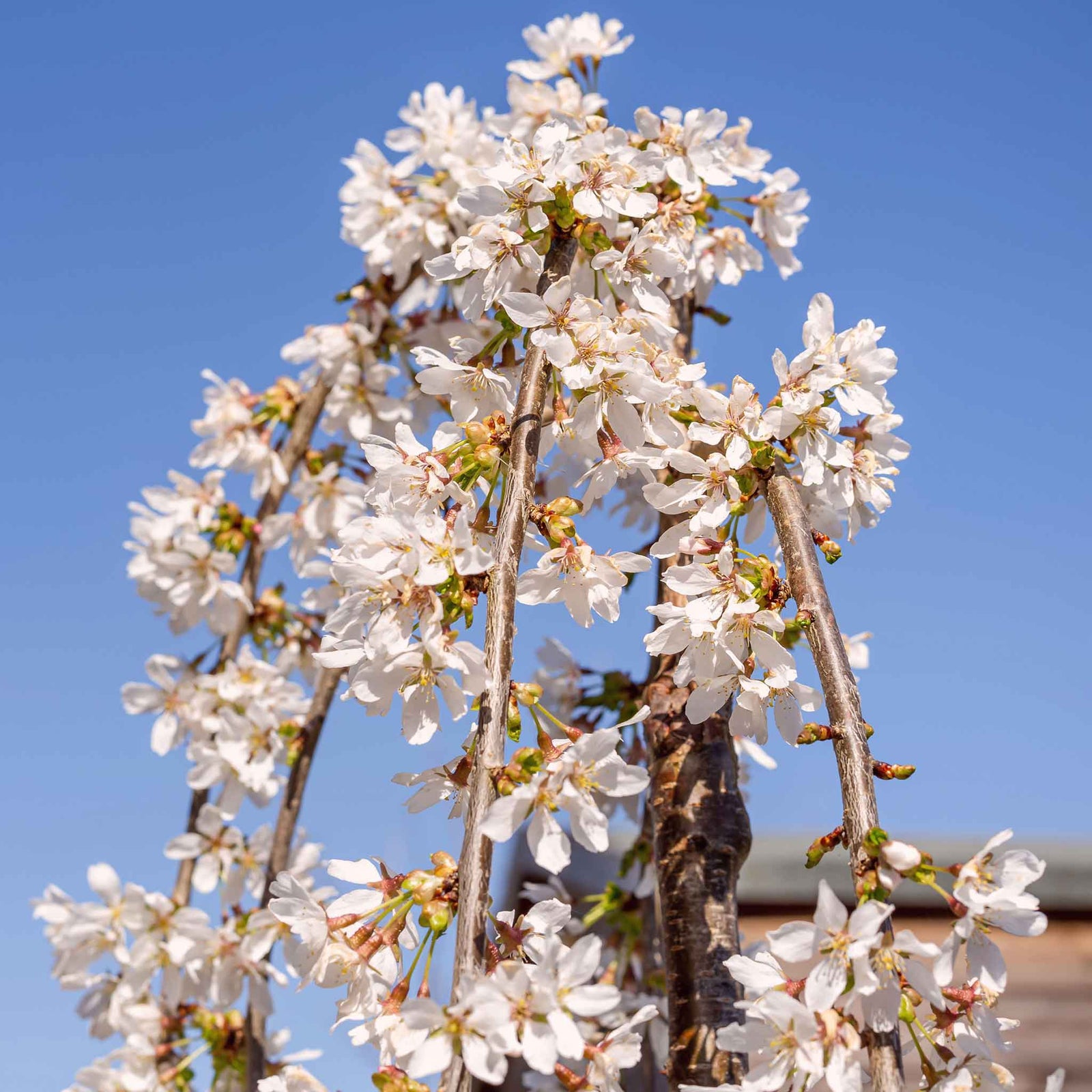 Prunus 'snow Showers' Weeping Flowering Cherry | 1 x Bare Root | Snow White