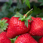All Season Space Saver Strawberry Collection — High‑yield Mix (marshmello, Malwina, Elsanta) | Set of 30 | Red