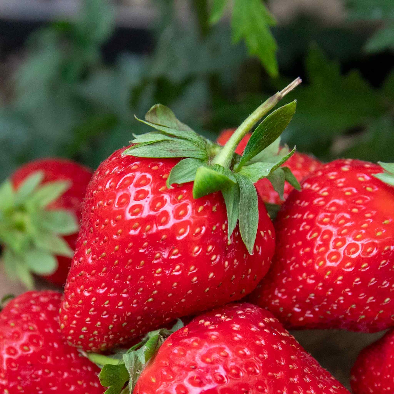 All Season Space Saver Strawberry Collection — High‑yield Mix (marshmello, Malwina, Elsanta) | Set of 30 | Red