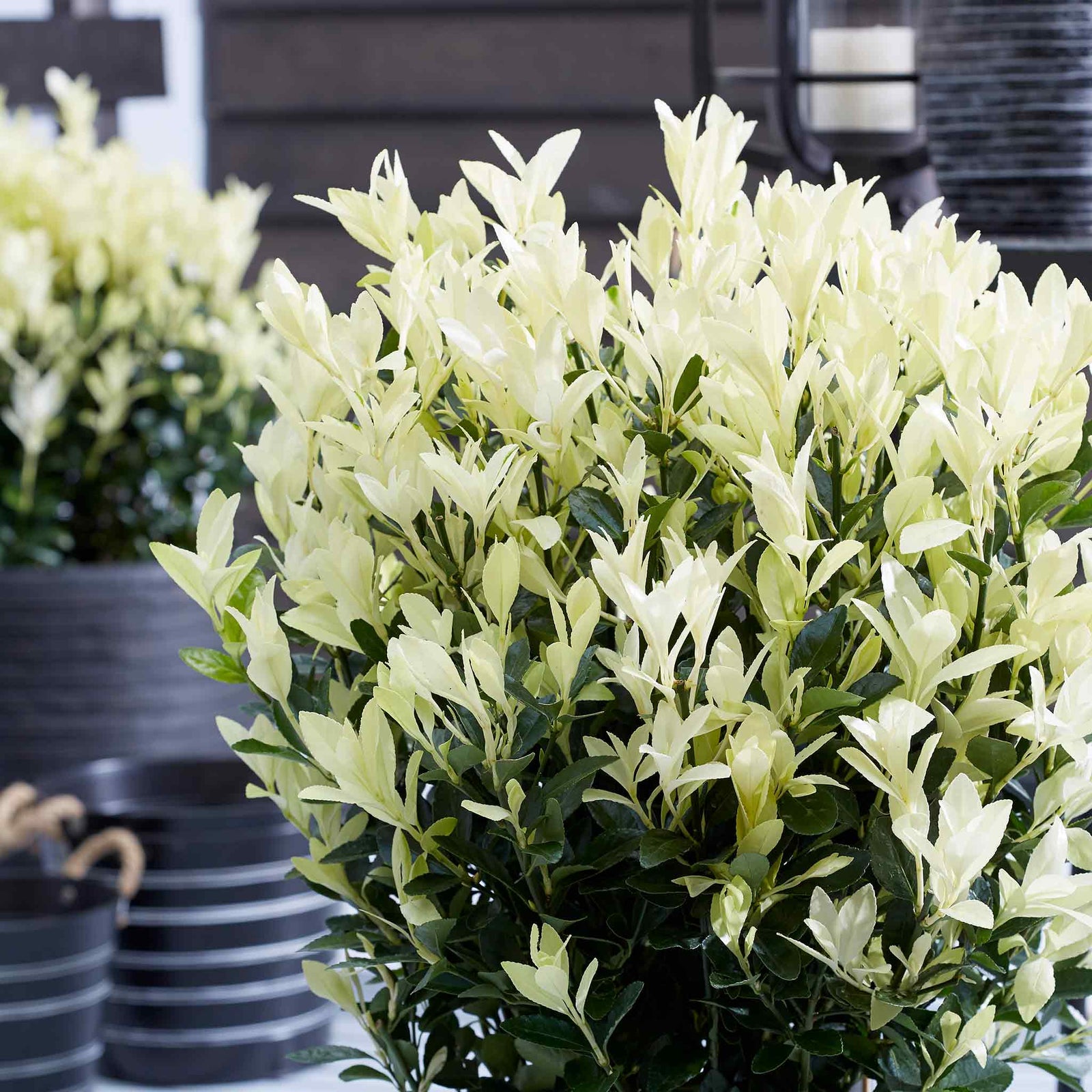 Euonymus 'himalaya' Evergreen Shrub - Hardy Low-maintenance | 1 x 9cm | Green & White