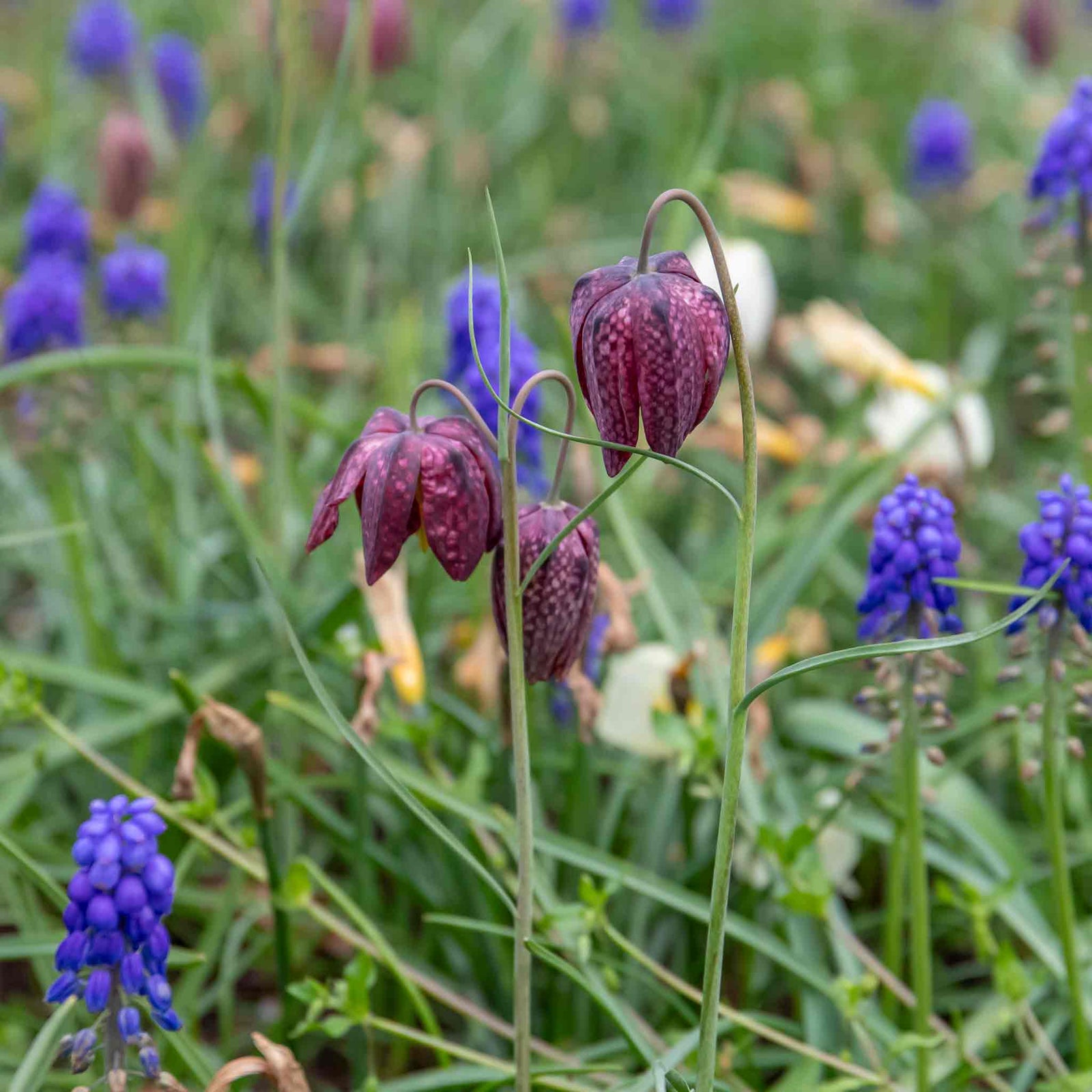 Marshalls Garden Snake's Head Fritillary