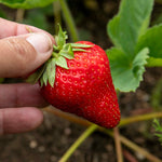 Malwina Strawberry Plant Late Variety | 60 x Bare Root | Red