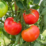 Rose Crush Tomato Seeds | 10 Seeds