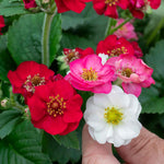 Strawberry Plant Summer Breeze Mixed | Red