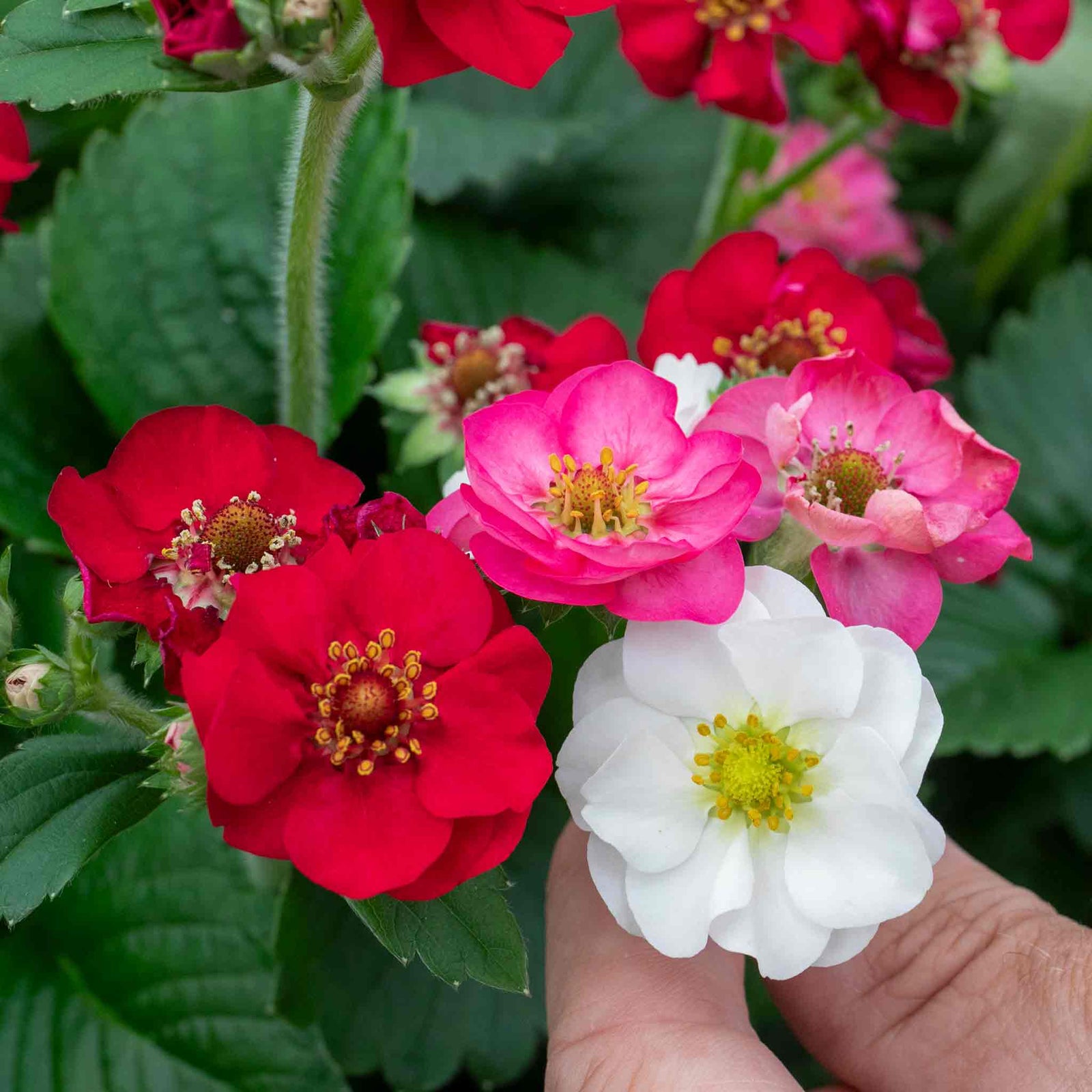 Strawberry Plant Summer Breeze Mixed | Red