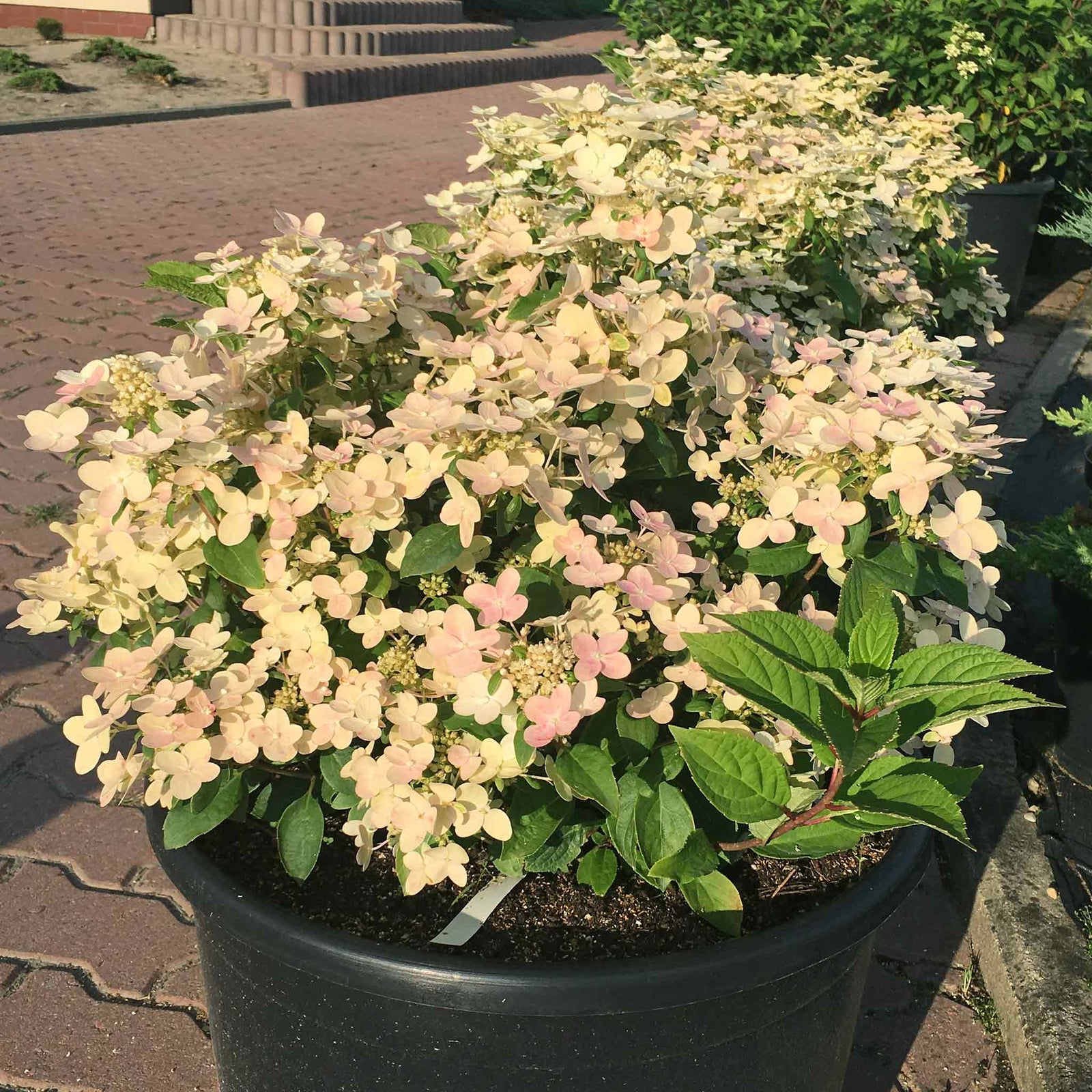 Hydrangea 'polestar' Compact Patio Shrub 50-90cm | 1 x 9cm | Multi Colour