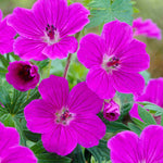 Geranium Sanguineum Tiny Monster - 9cm Pots | 3 x 9cm | Pink