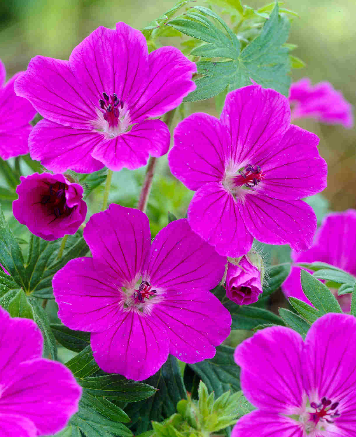 Geranium Sanguineum Tiny Monster - 9cm Pots | 3 x 9cm | Pink