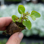 Oregano 'arueum Gold' - Hardy Aromatic Herb, Gold-green Foliage, 30cm | 6 x Plug Plants | Green