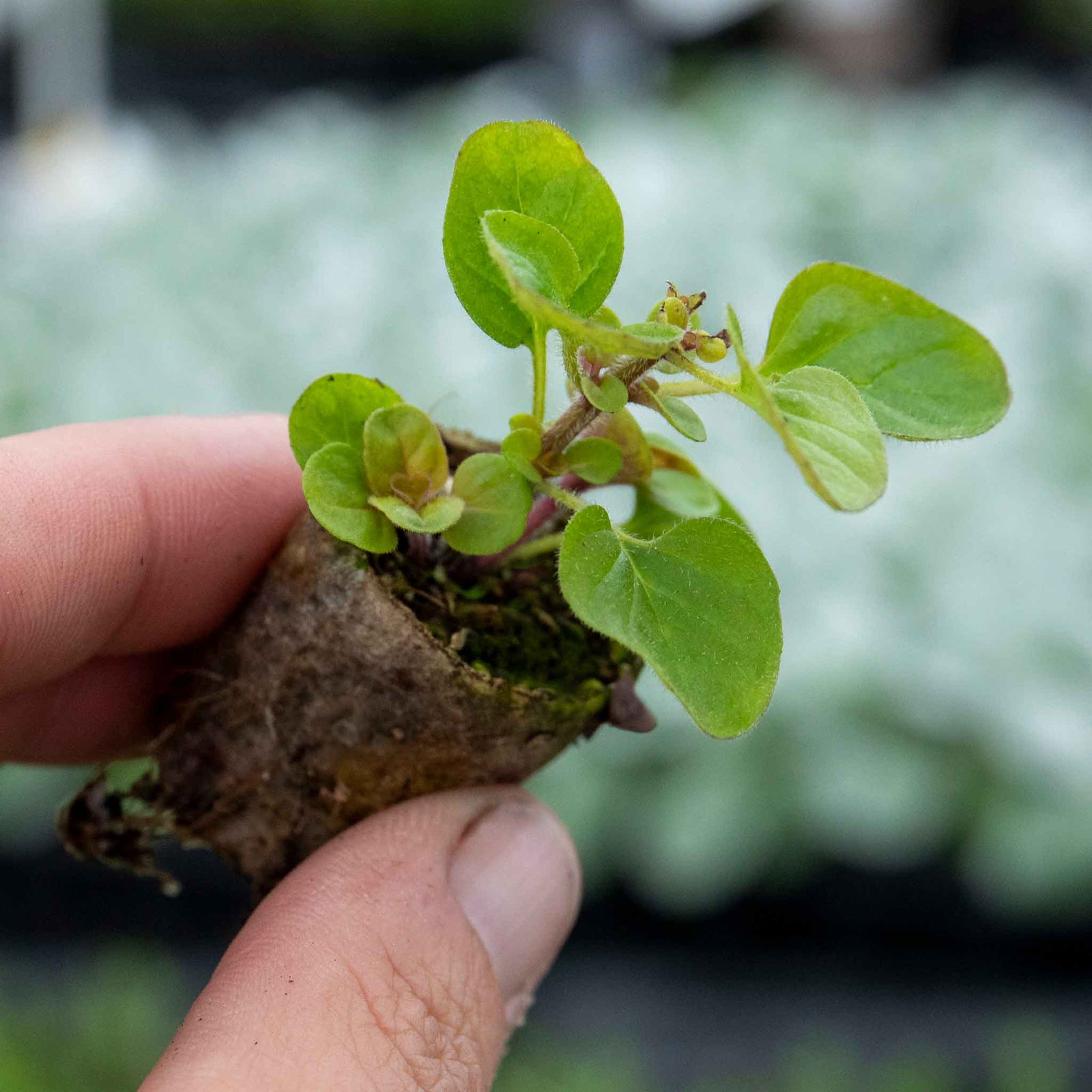 Oregano 'arueum Gold' - Hardy Aromatic Herb, Gold-green Foliage, 30cm | 3 x Plug Plants | Green