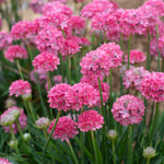 Armeria 'dreameria Dreamland' Pink Perennial 35cm | 1 x 9cm | Pink