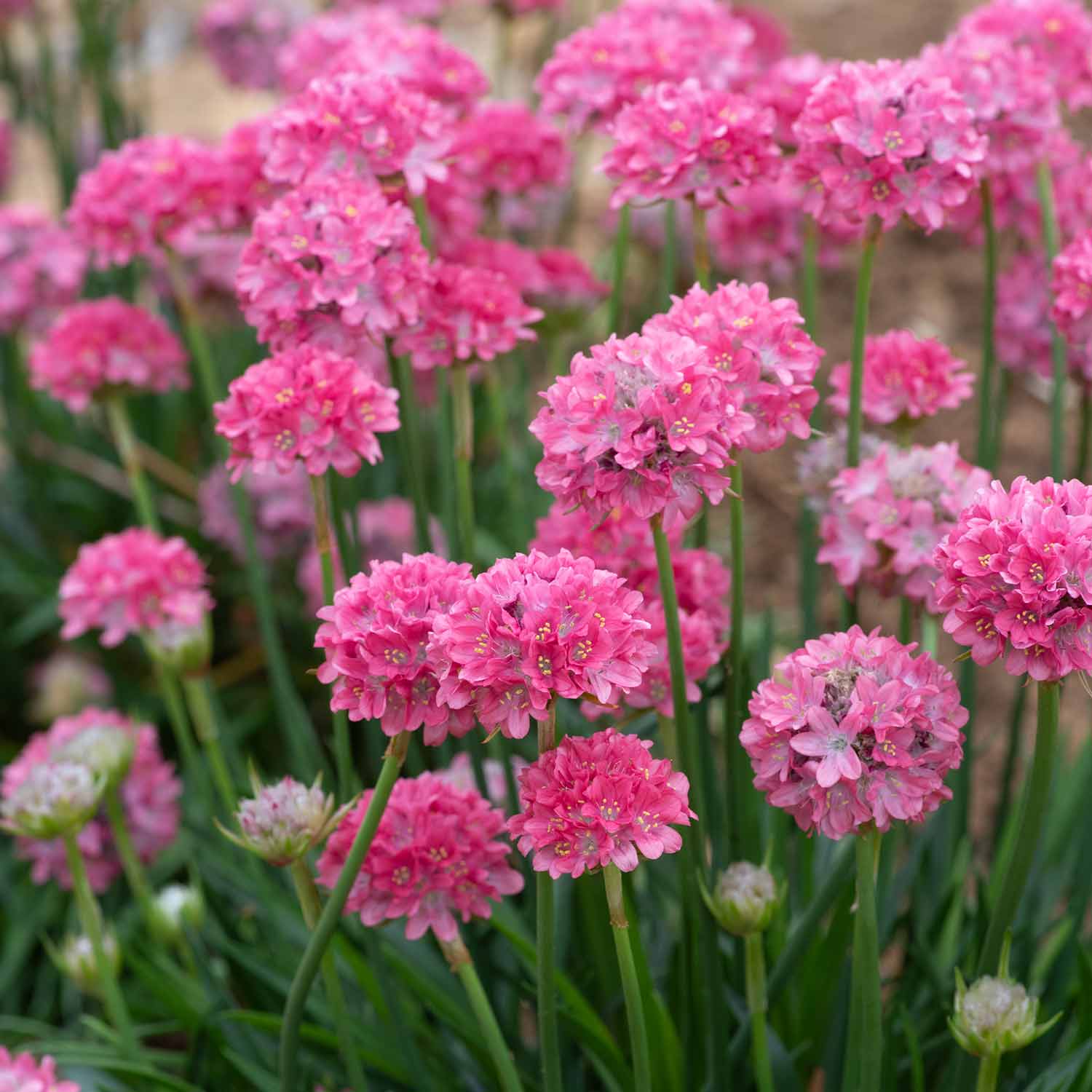 Armeria 'dreameria Dreamland' Pink Perennial 35cm | 1 x 9cm | Pink