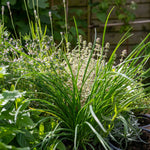 Garlic Chives (allium Tuberosum) - Plug Plants | 3 x 9cm | White