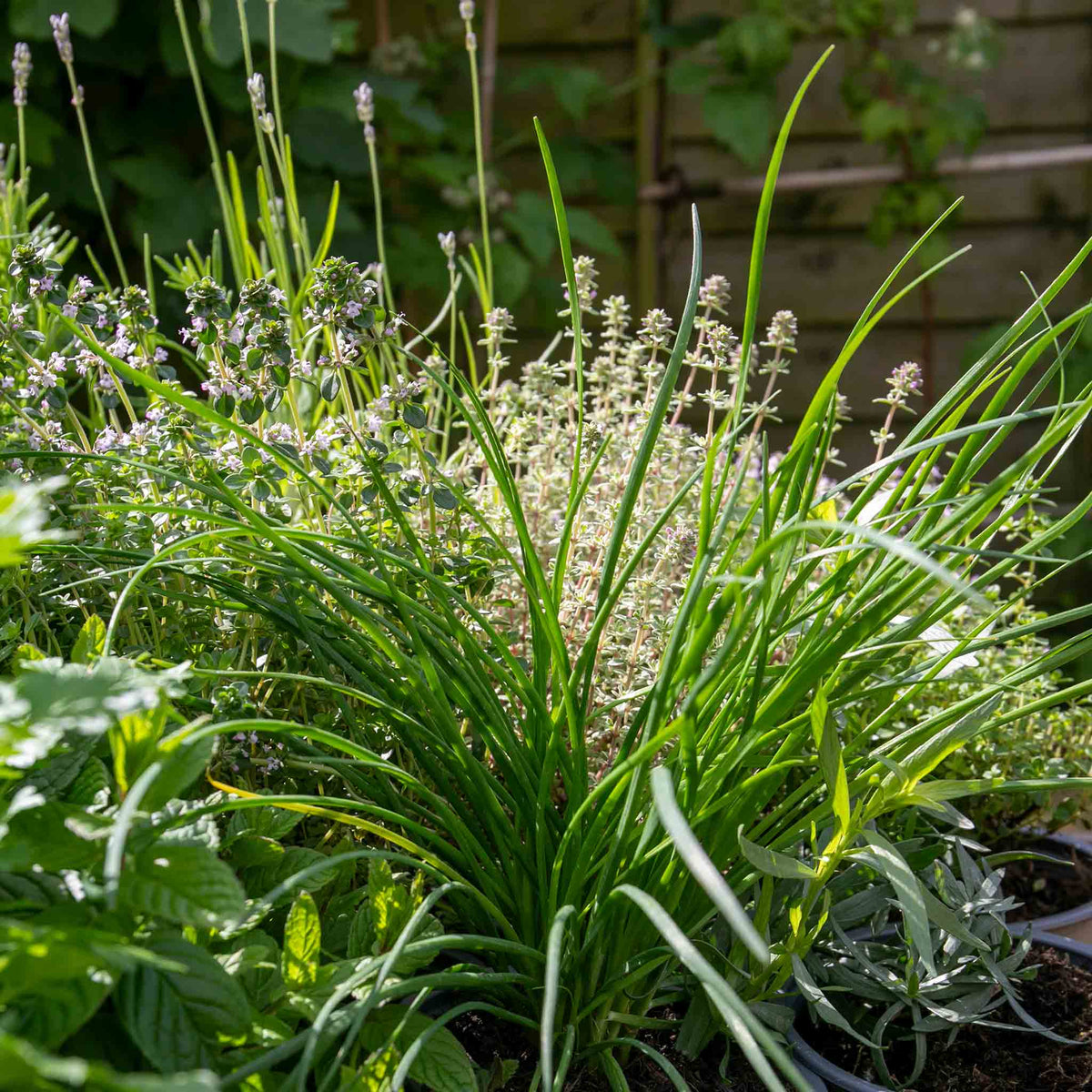 Garlic Chives (allium Tuberosum) - Plug Plants | 3 x 9cm | White