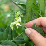 Mangetout Pea 'snow Wind' Garden Ready Plants | 12 x Garden Ready Plugs | Green