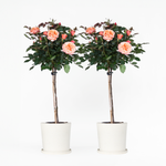 Palace Rose - Height 80-100cm - ⌀19cm | Set-of-2 | Orange