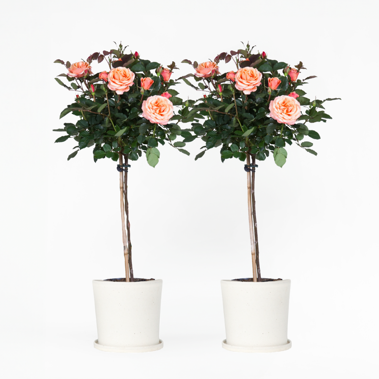 Palace Rose - Height 80-100cm - ⌀19cm | Set-of-2 | Orange