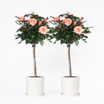 Palace Rose - Height 80-100cm - ⌀19cm | Set of 2 | Orange