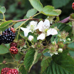 Blackberry 'navaho' - Thornless | 1 x 2L