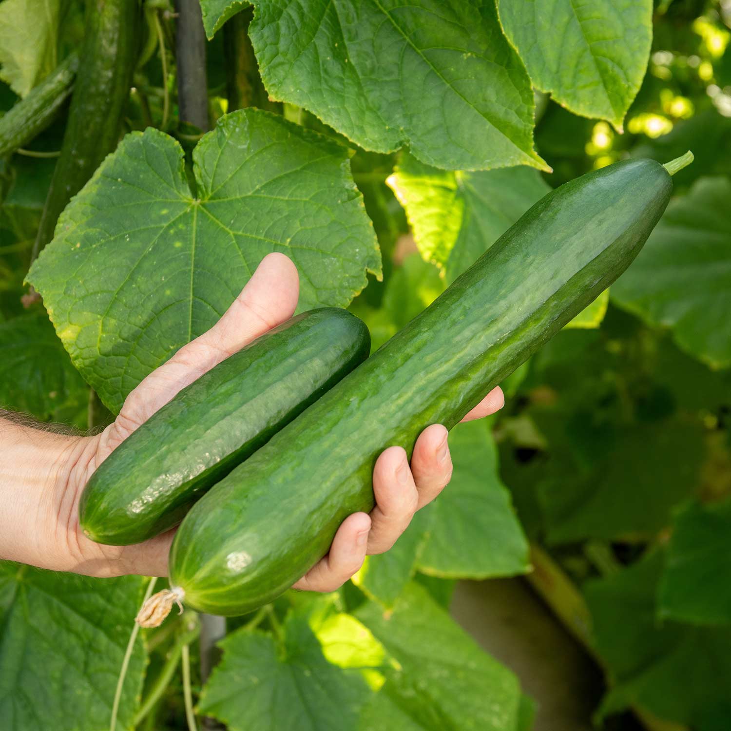 Cucumber Outdoor Duo - Mini Muncher & Burpless Tasty Green | 2 x Jumbo Plugs | Green