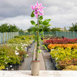 Clematis 'bees Jubilee' Deep Pink Early-flowering Climber | 1 x 2L | Pink