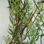 200cm Artificial Garland Trailing Hanging Willow Plant