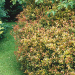 Osmanthus Heterophyllus 'goshiki' Variegated Evergreen Shrub | 1 x 3L | Multi