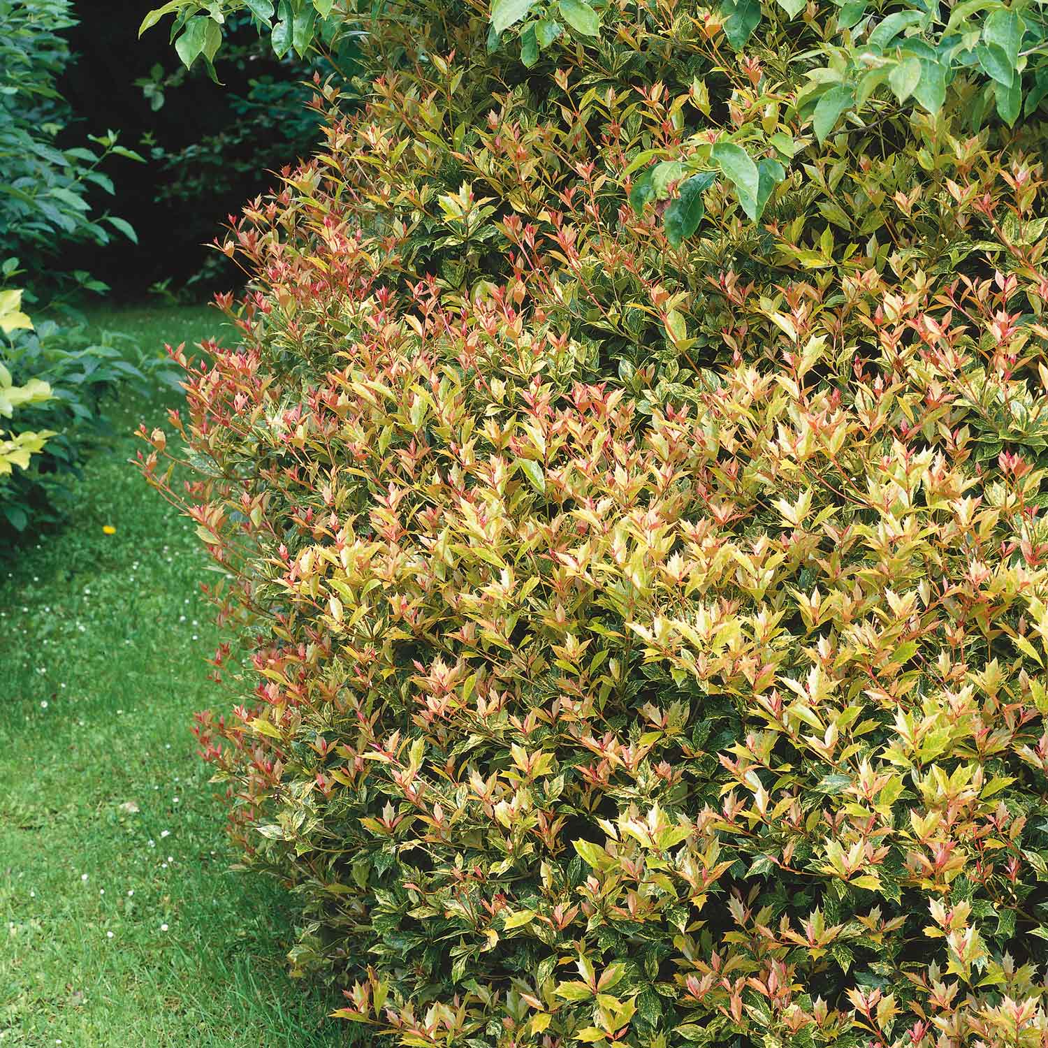 Osmanthus Heterophyllus 'goshiki' Variegated Evergreen Shrub | 1 x 3L | Multi
