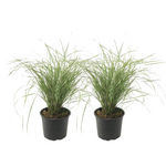 Feather Reed Grass - 2 Pcs. - Calamagrostis 'overdam' - Height 20-30cm - ⌀23cm | Set of 2 | Green