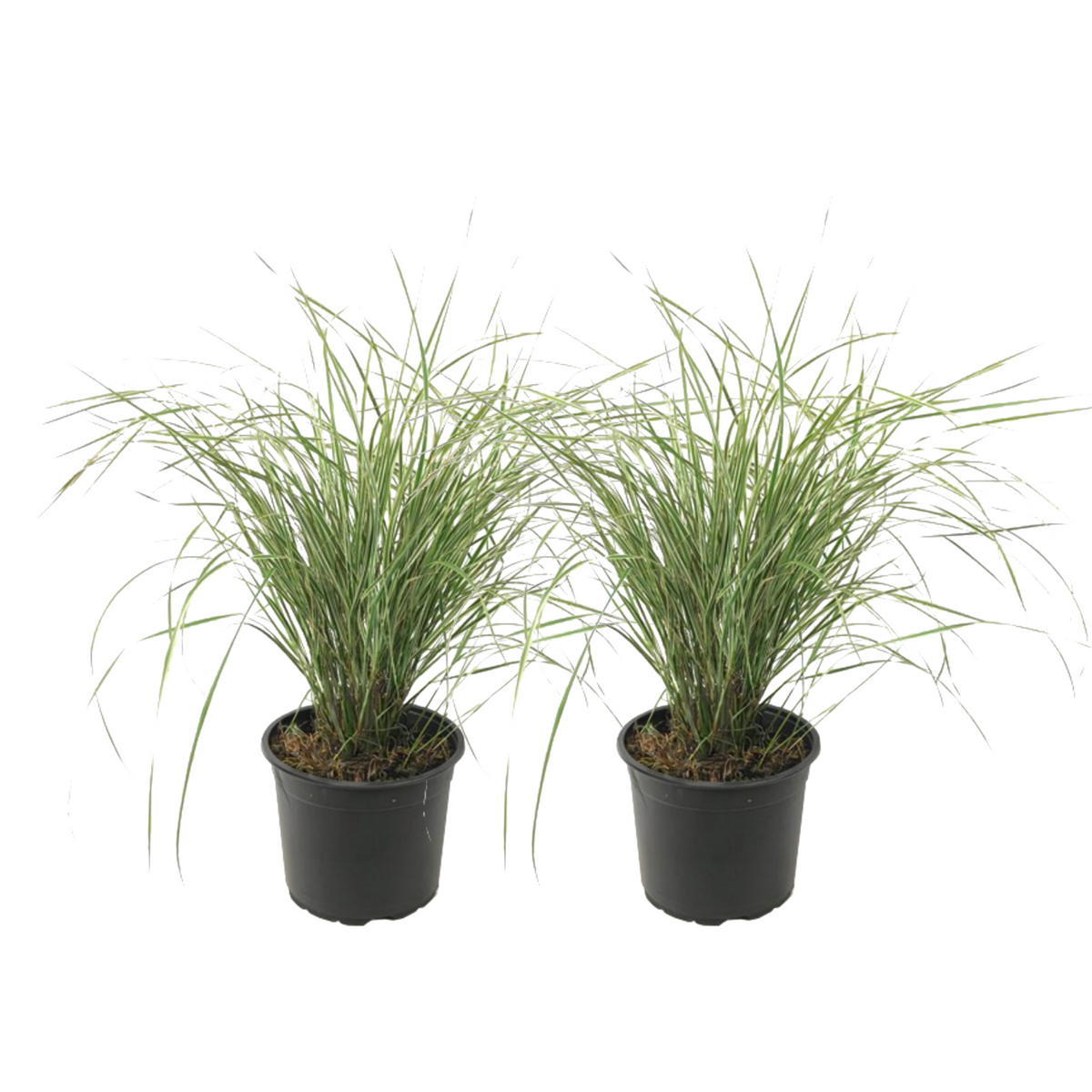 Feather Reed Grass - 2 Pcs. - Calamagrostis 'overdam' - Height 20-30cm - ⌀23cm | Set of 2 | Green