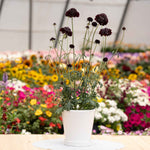 Scabious 'blackberry Scoop' Purple-black Pincushion Flowers | 12 x Plug Plants | Purple