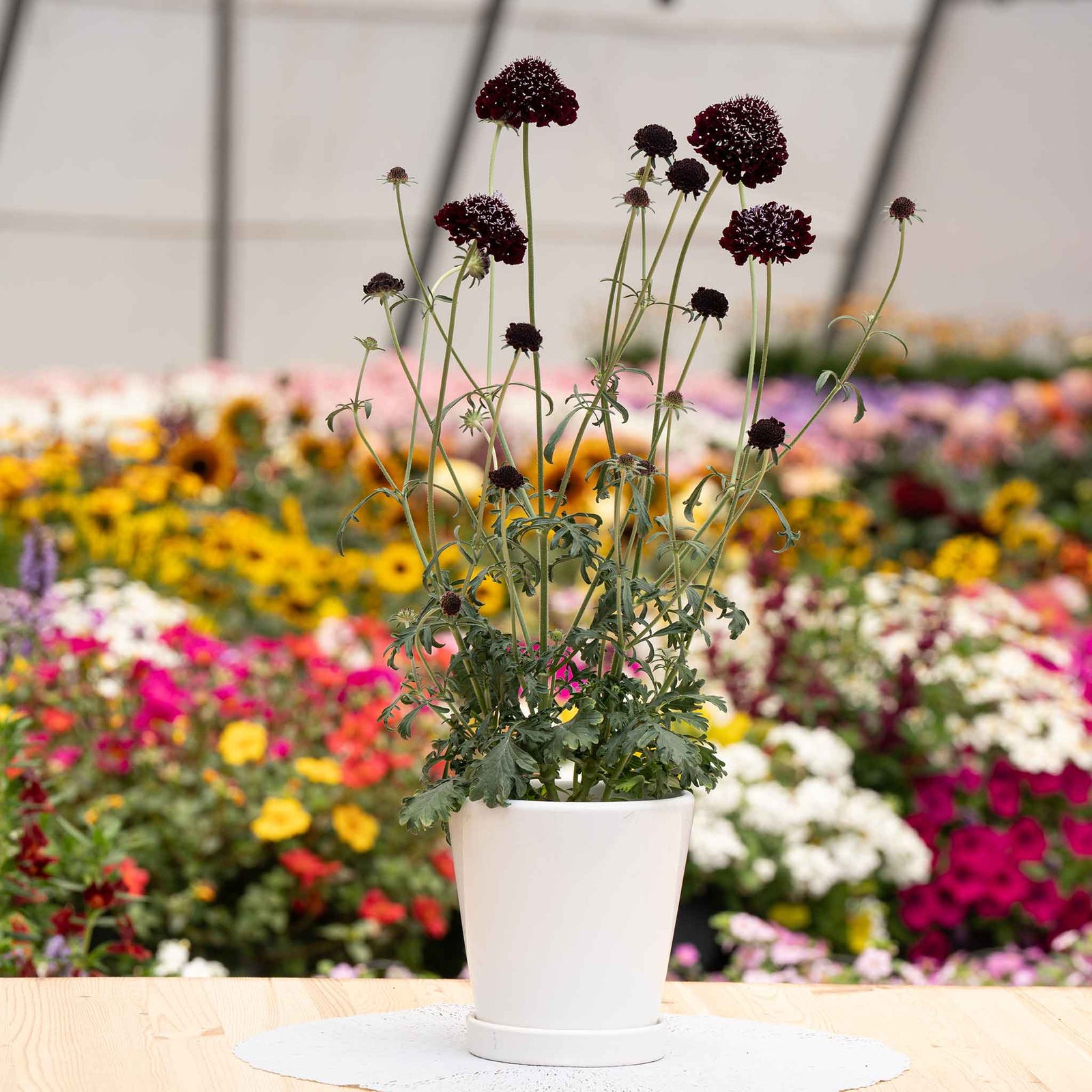 Scabious 'blackberry Scoop' Purple-black Pincushion Flowers | 12 x Plug Plants | Purple