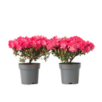 Azalea - Rhododendron Azalea 'Anouk' - Height 25-40cm - ⌀17cm | Set of 2 | Pink