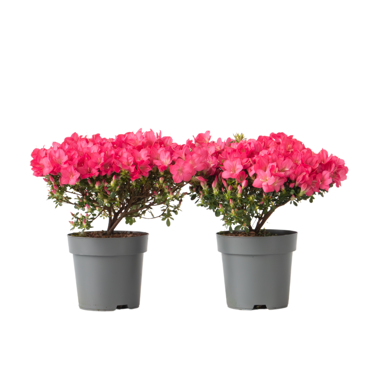 Azalea - Rhododendron Azalea 'Anouk' - Height 25-40cm - ⌀17cm | Set of 2 | Pink
