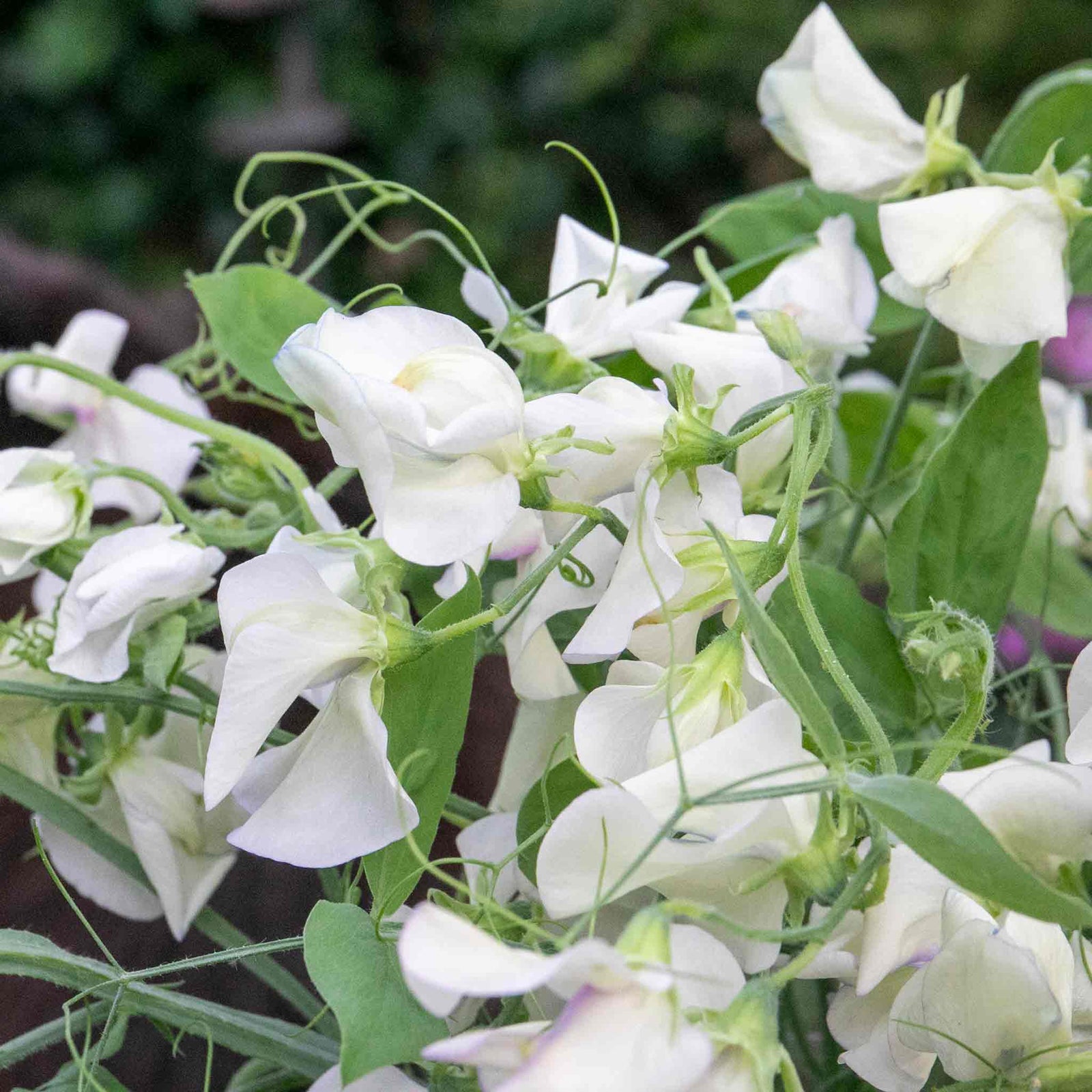 Sweet Pea 'romeo', Fragrant Flowers Seeds | 21 Seeds