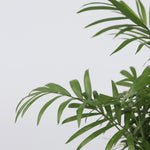 Parlour Palm - 3 Pcs. - Chamaedorea Elegans - Height 30-40cm - ⌀12cm | Set of 3 | Green