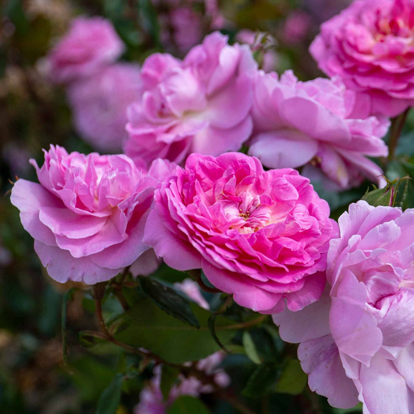 Rose 'orchid Romantica' Floribunda | 1 x Bare Root | Pink