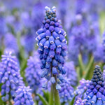 Grape Hyacinth Muscari Armeniacum | 50 x Bulbs | Multi