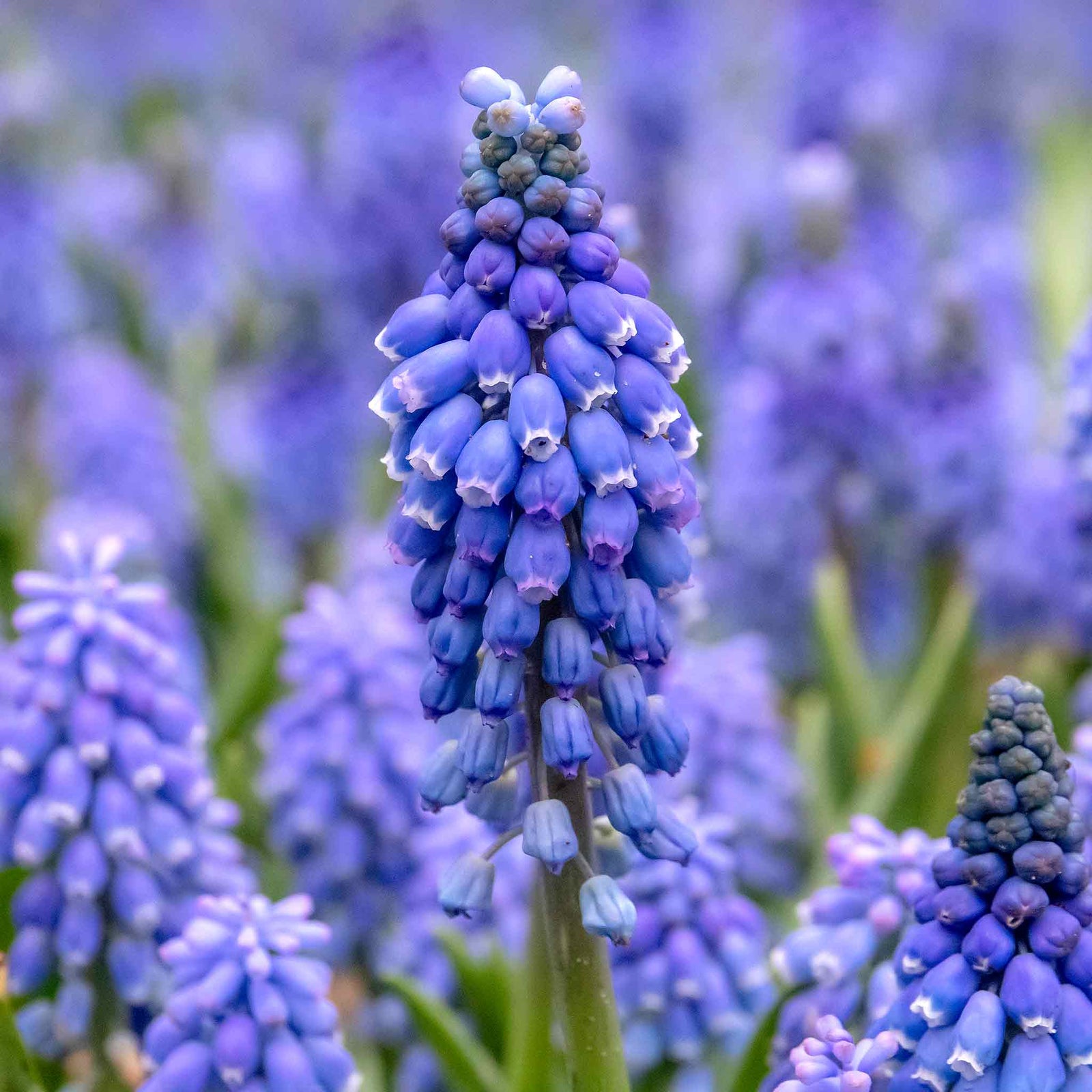Grape Hyacinth Muscari Armeniacum | 50 x Bulbs | Multi