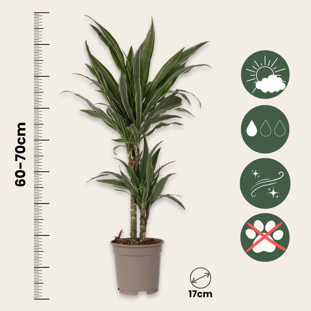 Dragon Tree - 2 Pcs. - Dracaena Deremensis 'warneckei' - Height 60-70cm - ⌀17cm | Set of 2 | Green