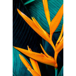Shower Gel Ylang Ylang & Neroli Oil, 6x 500ml