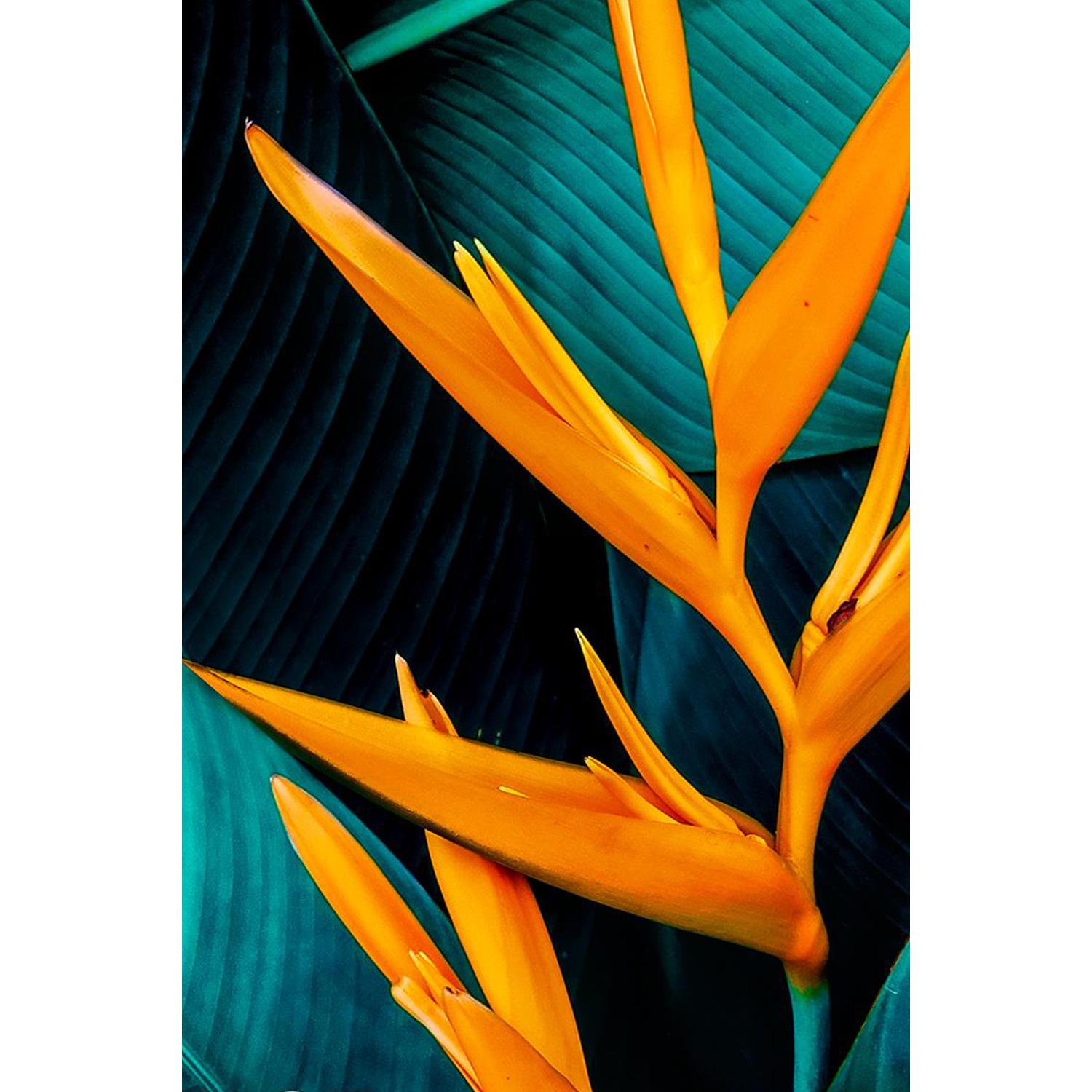 Shower Gel Ylang Ylang & Neroli Oil, 6x 500ml