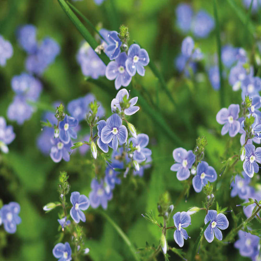 Native Aquatic Plant Collection - 3 Charming Plants For Your Pond Supplied In 9cm Pots
