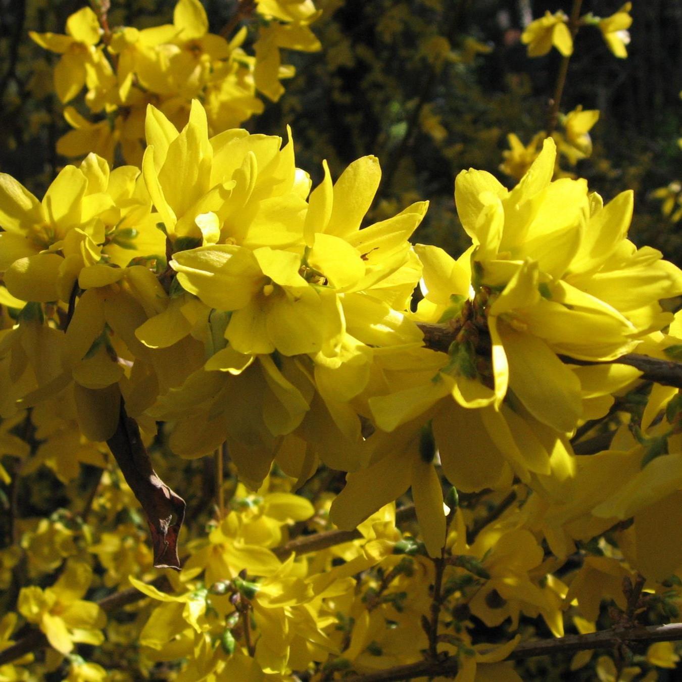 Direct Plants Forsythia Goldenbells Intermedia Spectabilis Yellow Flowering Garden Shrub Plant