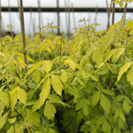 Acer Kelly's Gold Tree 6ft Tall Supplied In A 12 Litre Pot