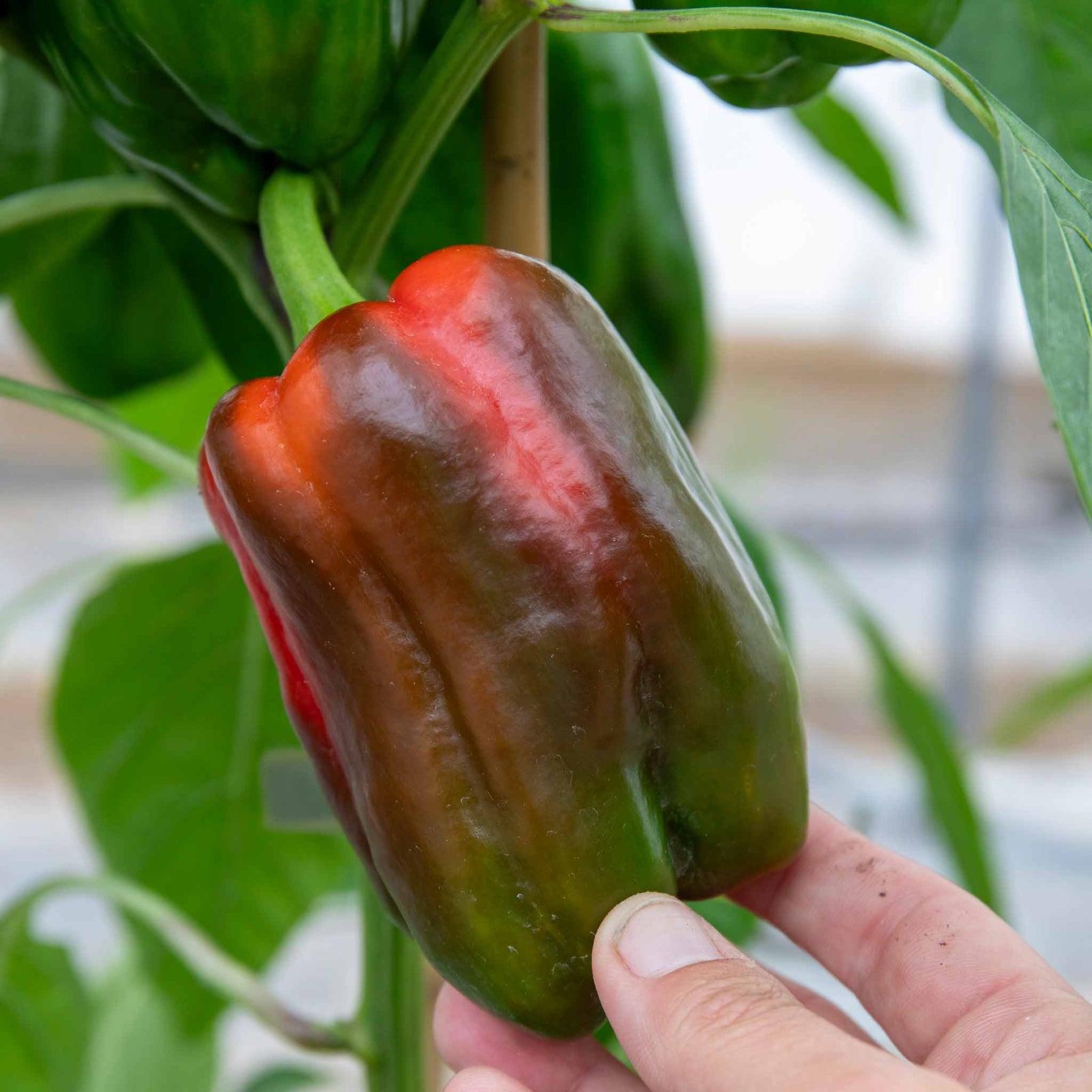 Sweet Pepper 'big Ben' Plant | 3 x Jumbo Plugs | Red