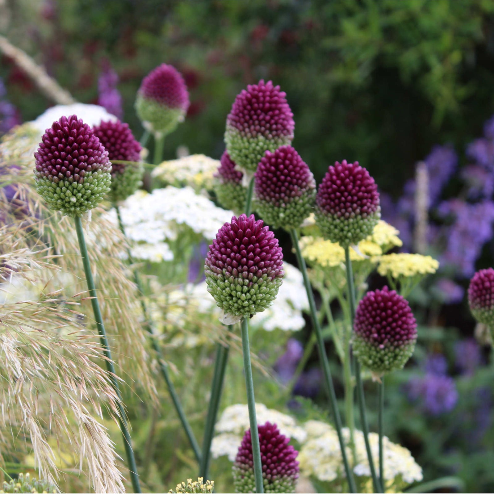Hayloft Amazing Allium Collection - 75 Bulbs