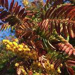 Sorbus Joseph Rock Mountain Ash Tree 6ft Tall Supplied In A 12 Litre Pot