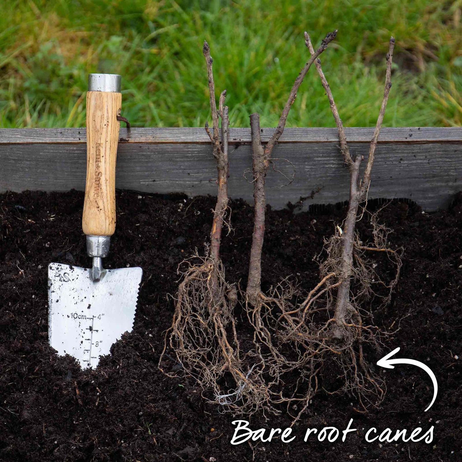 Gooseberry Bush Collection Bushes | 3 x Bare Root